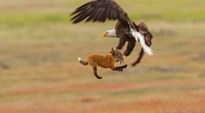 Fox Vs Eagle Vs Rabbit. Who Will Win?
