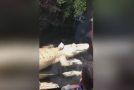 Rat Tries to Escape from Alligator Attack in Zoo