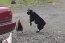 Baby Goat And Chicken Had Stand Off In Farm