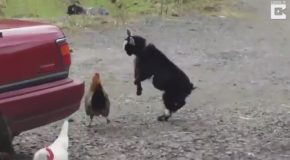 Baby Goat And Chicken Had Stand Off In Farm