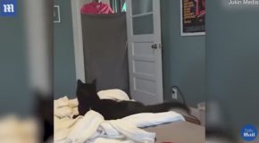 Cat Freaks Out When Its Owner Uses a Sheet to Disappear