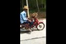 Monkey Rides Motorcycle