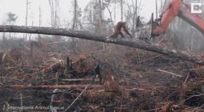 Orangutan Tries To Fight Bulldozer Destroying Habitat