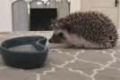 Raccoon Meets Hedgehog