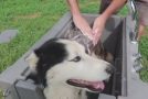 The Crazy Russian Hacker Tries an Enclosed Home Dog Spa