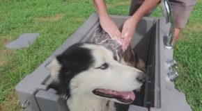 The Crazy Russian Hacker Tries an Enclosed Home Dog Spa