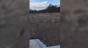 The Running of the Roos Kangaroo Stampede