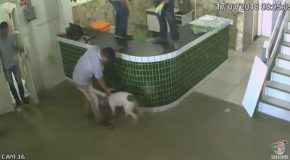 Workers are Scared of Dog