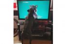 Dog Loses It Over Cat Commercial