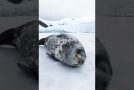 Weddell Seal Making Vocalisations While Sleeping