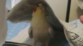 Cockatiel Playing Peekaboo