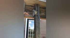 Giant Spider Gets Fed