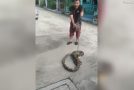 Horrifying Moment a Huge Python Attacks a Family’s Pet Cat