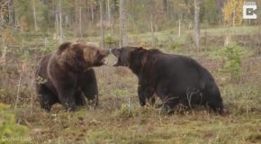 Intense Scrap Between Two Brown Bears