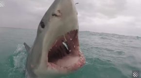 Scary Close Shark Encounters Caught on Tape