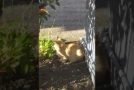 Cat Catches Squirrel