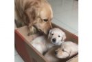 Golden Retriever Gets a Puppy Surprise
