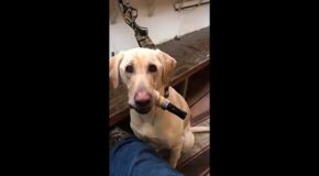 Smart Dog Learns How To Use Duck Call Like a Pro