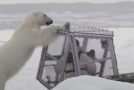 Wild Polar Bear Tries To Break In
