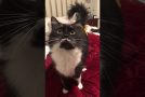 Cat Can Say “Hi” Like a Human Being