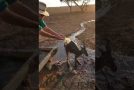 Cooling off a Kangaroo During Summer Heatwave