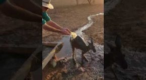 Cooling off a Kangaroo During Summer Heatwave