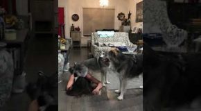 Dogs Hilariously React to Crisis Situation