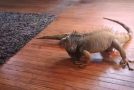 Iguana Tussles With Toy!