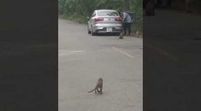 Man Tries to Trick a Monkey