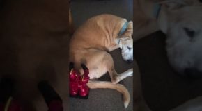 Robots Help the Dog Relax