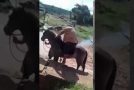 Super Obese Man Tries to Ride a Horse