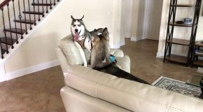 The Soothing Sounds of Two Huskies Hanging Out