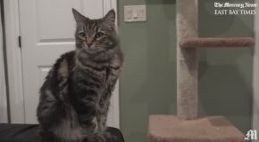 These Cats Own Their Own Apartment