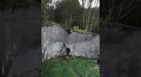 Belfast Zoo Chimpanzee Escapes Belfast Zoo Enclosure