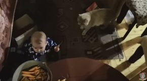 Cat Helps a Kid Collect Carrots