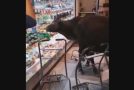 Cows Eating Fruit in a Hong Kong Supermarket