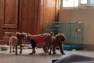 Prison Break with Poodles