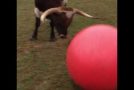 Bull Devastated After He Pops is Favorite Red Ball