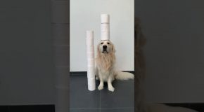Dog Tries the Toilet Paper Challenge