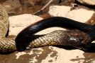 Snakes Struggle at the River