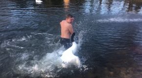 Territorial Swan Goes After Man Swimming