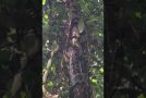 Twelve Foot Python Climbs Tree
