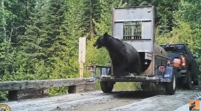 Very Aggressive Bear Release