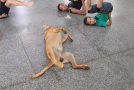 Doggo Joins Dance Class