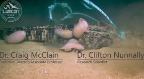 First-Ever Deep-Sea Alligator Food Fall
