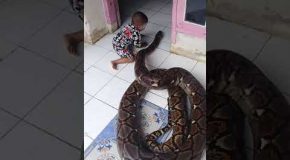 Kid Plays with Patient Snake