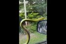 Sneaky Snake Surprises Family