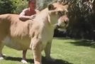 This Lion Tiger Hybrid is a Real Monster