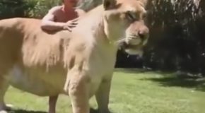 This Lion Tiger Hybrid is a Real Monster