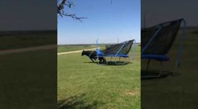 Bull Totals The Trampoline